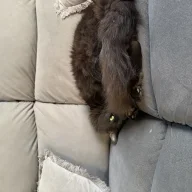 ledamonsterbunny