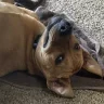 CheesyPotato
