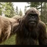 Sasquatch