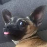 BoombotzV
