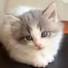 Minkster