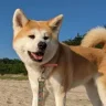 clemochi