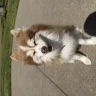 phoenixthepomsky