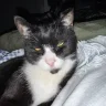 Figis1badcat