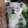 Laniebug007