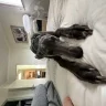 Nunu-Nudie-Rudie