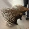 Unexpected Pepper