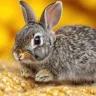 Confusedrabbit