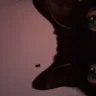 563327903g
