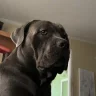 Blyssegrace