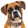 BoxerLover