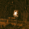 xx_spider