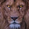 Madlion27