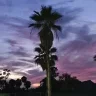 dawnzig