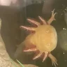 Unicornllamamama