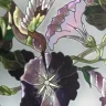 Purplepansy