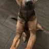 Justagirlandherdog
