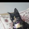 moomoo93