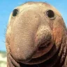 IAmTheWalrus