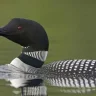 BirchLoon