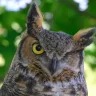 Dysmo_Owl