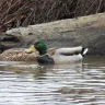 birder