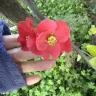RoseRose