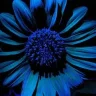 Bluesunf