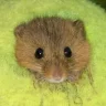 ffanonymouse