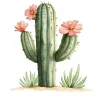 cactus_enthousiast
