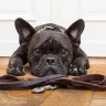 StubbornDog