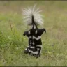 pepelepew4me