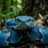 Copperhead