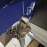 J3ff der Schwätzer