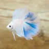 swishyfishy