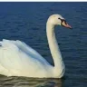 Seren_Swan