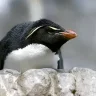moodypenguin