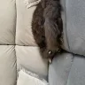 ledamonsterbunny