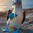 bluefootedboobie