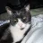 Figis1badcat