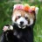 red_redpanda