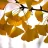 WanderingGinkgo