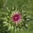 thistlebristle0304