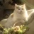 wittykitty321