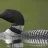 BirchLoon
