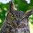 Dysmo_Owl