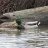 birder