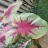 fernlady40