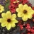 sunflowerdaisy