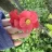 RoseRose